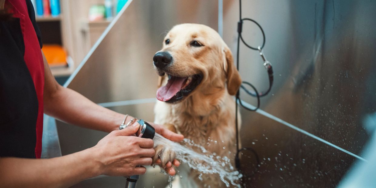 Golden retriever happily getting a paw wash at a grooming station.