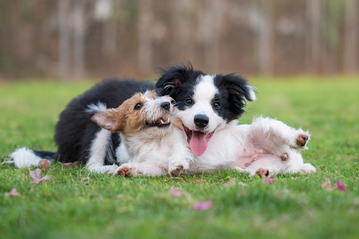 Two playful puppies cuddling on green grass outdoors.