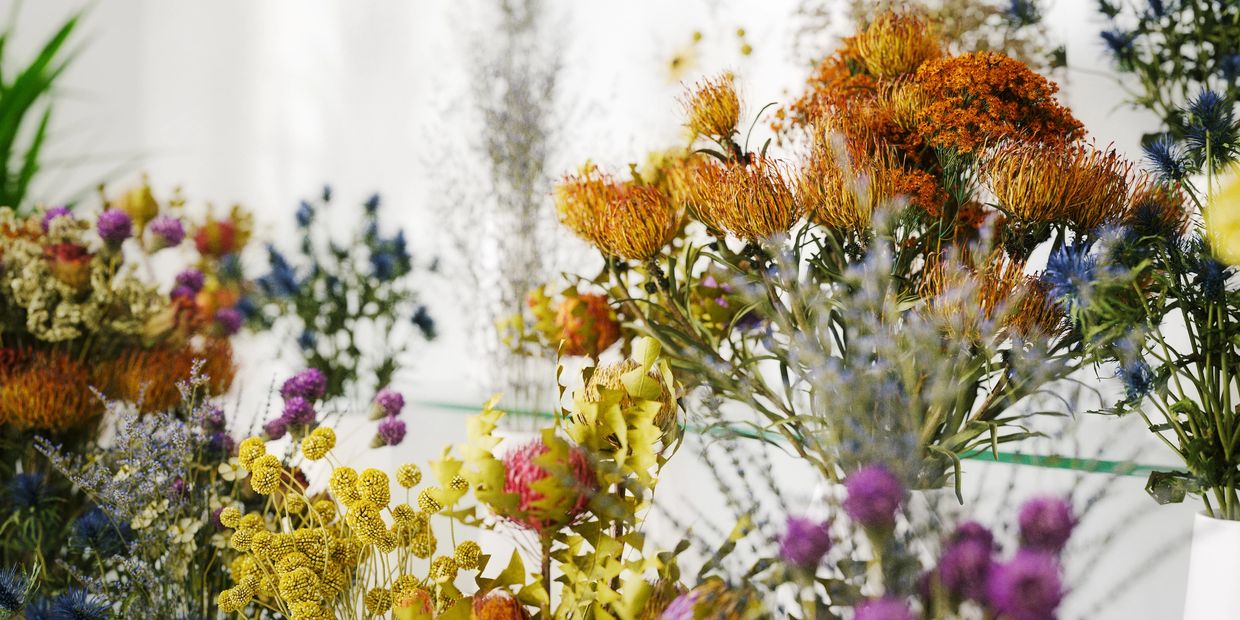 A wide variety of dried flowers in colors from yellow, orange, pinks & purples w/ white background. 