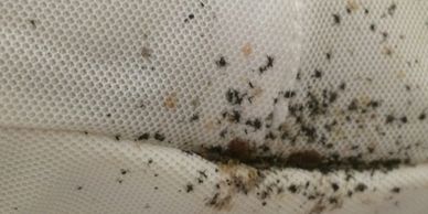 pest control for Bed bugs Geelong, VIC