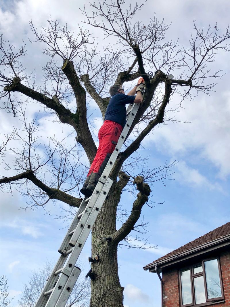 Stock photo showing a tree surgeon wearing protective clothing and pruning branches of an English oak tree (Quercus robur) whilst stood on the rungs of an extendable ladder.
