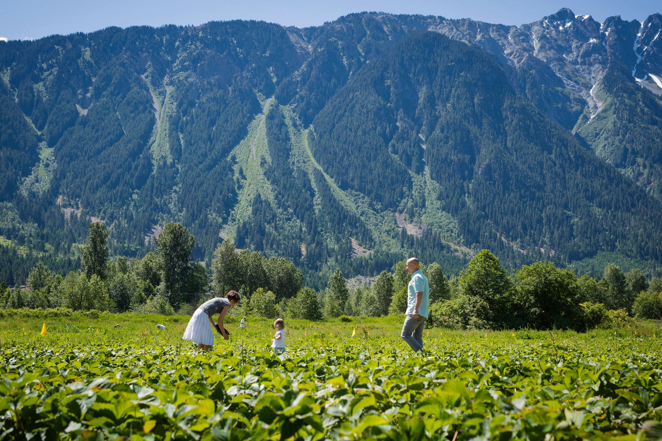 Family picking strawberries in a lush green field with mountains in the background.