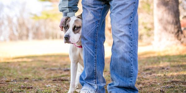 Dog peeking from behind a person's legs outdoors.