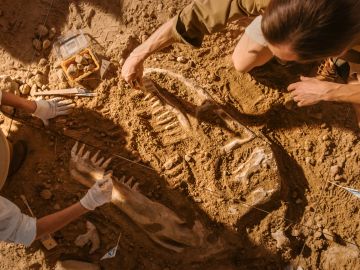Archaeologists excavating a dinosaur fossil in the dirt.