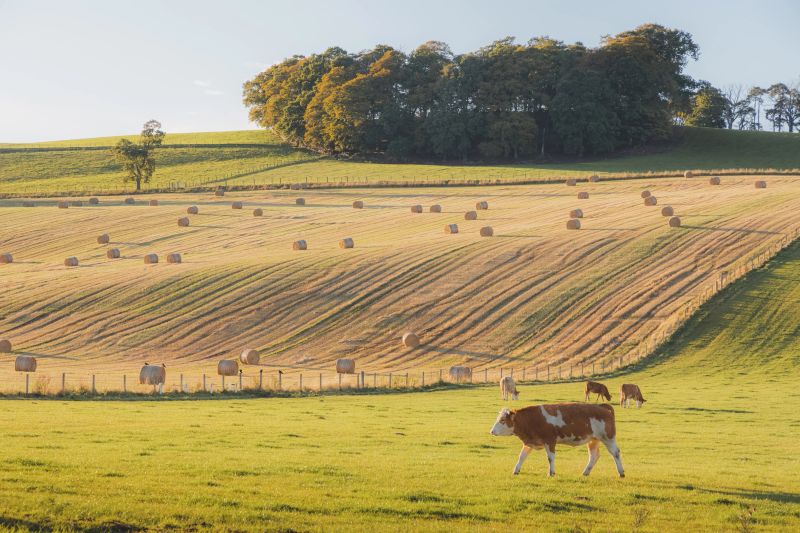 Scenic, pastoral countryside landscape  with hay bales and Guernsey cattle in rural farmland near Beauly, Scotland.
