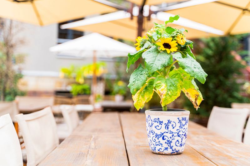 Sunflower growing in a white pot with a blue painted pattern on a wooden empty table with a row of chairs and outdoor umbrellas in a cafe, restaurant or at home on a terrace during the day