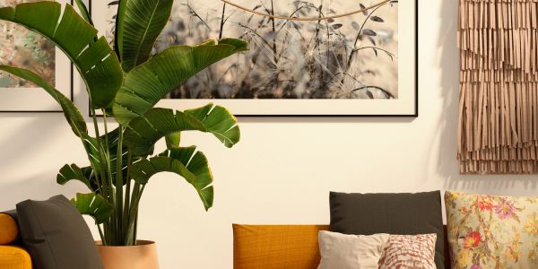 Cozy living space with vibrant cushions and lush green plant.