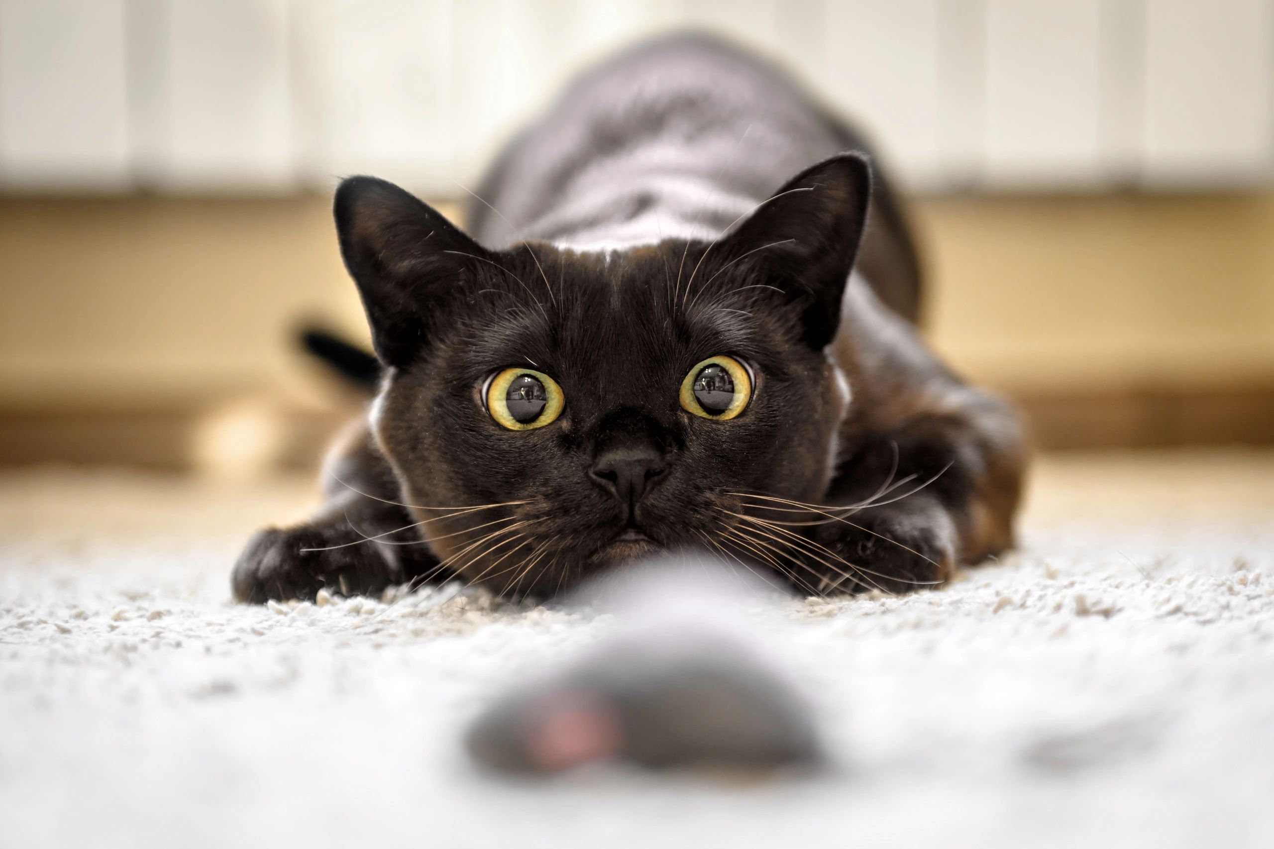 Houston Cat Expo: The Ultimate Event for Cat Lovers