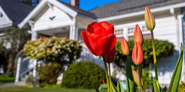 Red tulips in front of a white house on a sunny day.