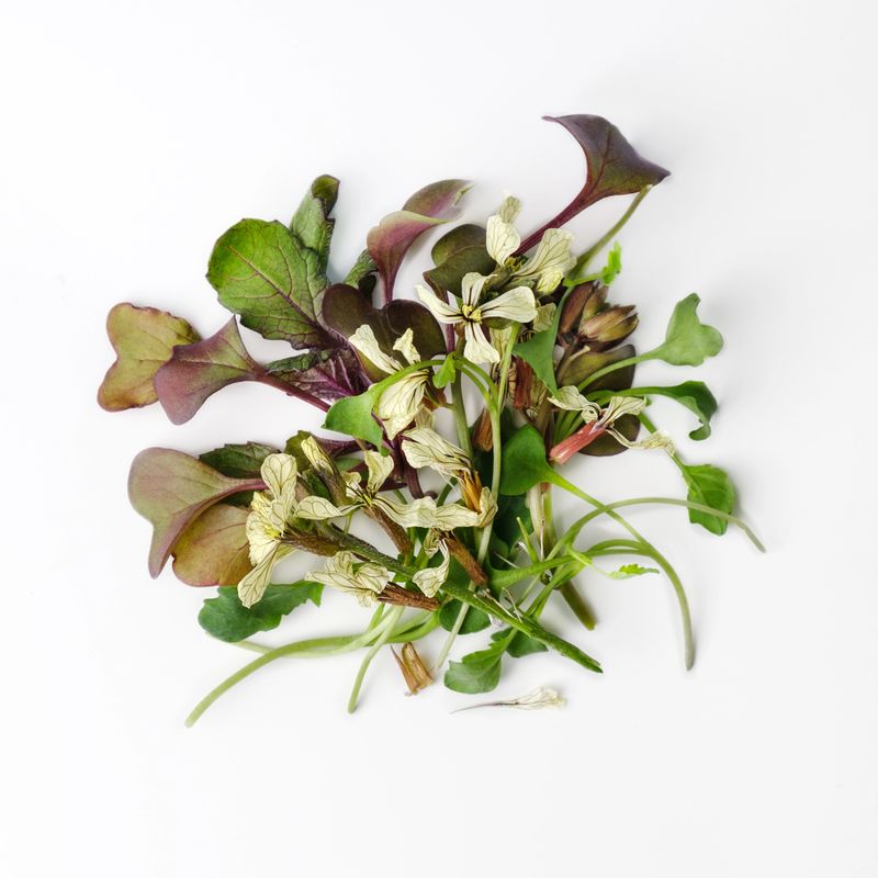 Above view at different microgreens at white background