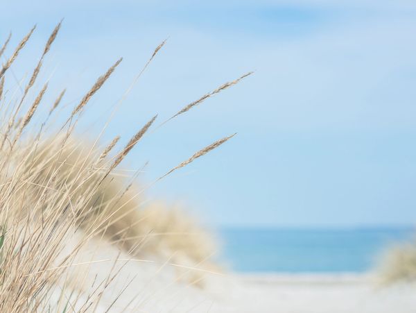 Dried beach grass with a blurred ocean background under a clear blue sky.