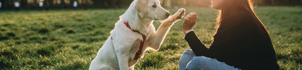 A woman trains a dog to shake hands in a sunlit park.