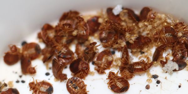 Bed Bug extermination
