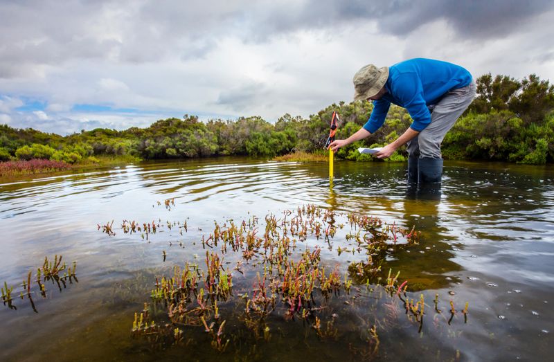 Scientist measuring water depth to install water level data loggers in a coastal wetland  to understand inundation period and impact on ecosystem services.