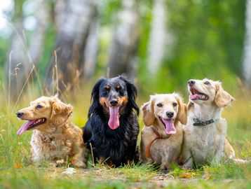 Four happy dogs playing in a clean green backyard in Northern Colorado
