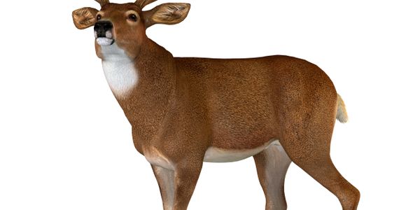 A realistic brown deer with a white chest and alert expression.