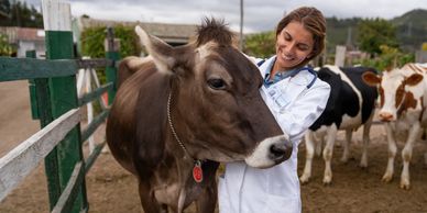 A vet happily examining a cow on a farm.
