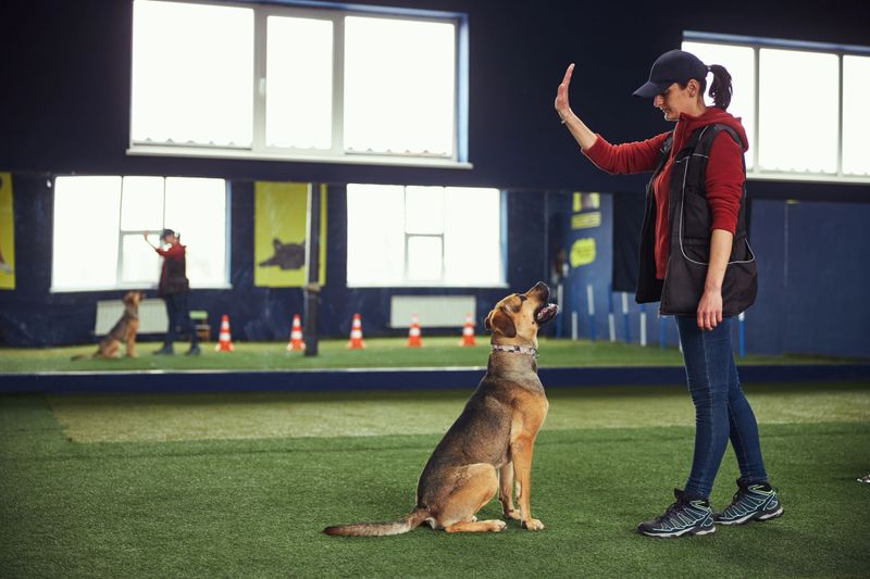 Side view of an obedient dog performing the Stay command guided by a professional handler