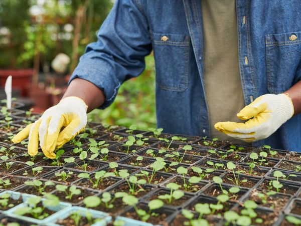 Close-up of gloved hands tending to trays of young plant seedlings in a greenhouse.