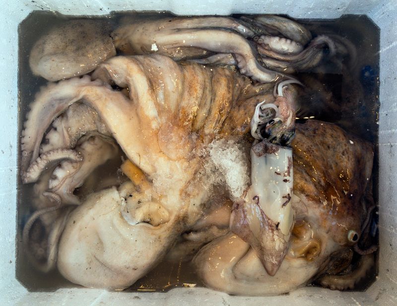 Sea food concept: Selective focus on frozen octopus lying on ice. Aquaculture and smart fish farming. Seafood storage and processing. Consumption in supermarkets. Natural and colorful background with large copy space.