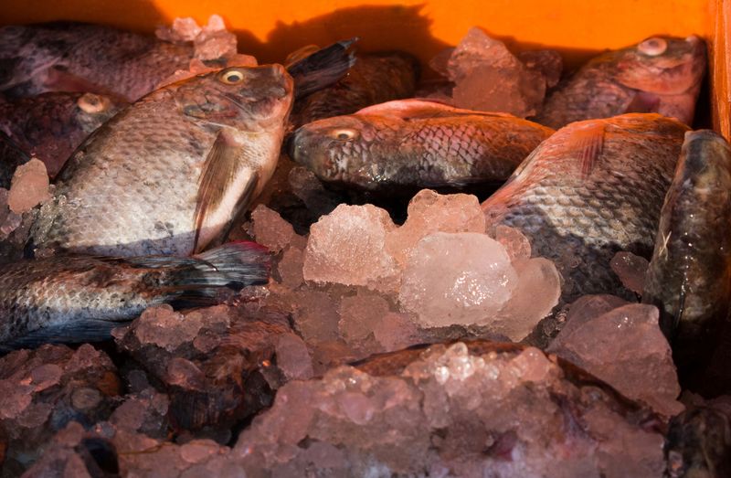 Collection of tilapia fish kept on ice in fish market for sale.