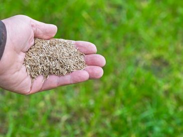 Hand holding a pile of grass seeds against a green background.