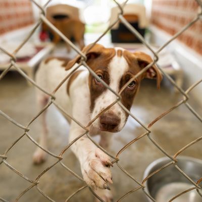 A brown and white dog behind a chain-link fence in a shelter.