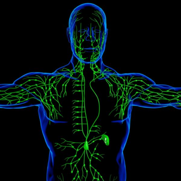 3D illustration of the human lymphatic system in green within a blue body outline.