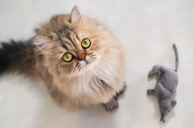 Top view of cute happy british longhair chinchilla persian kitten cat standing next mouse doll and looking up at camera owner and asking for pet food prize in the morning with copy space.