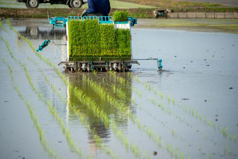 A state of planting rice seedlings using a rice transplanter