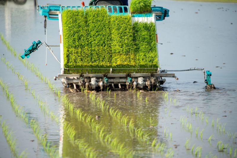 A state of planting rice seedlings using a rice transplanter