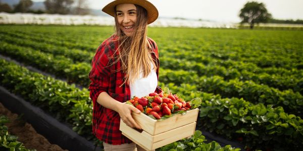 A woman in a hat holding a crate full of fresh strawberries in a field.