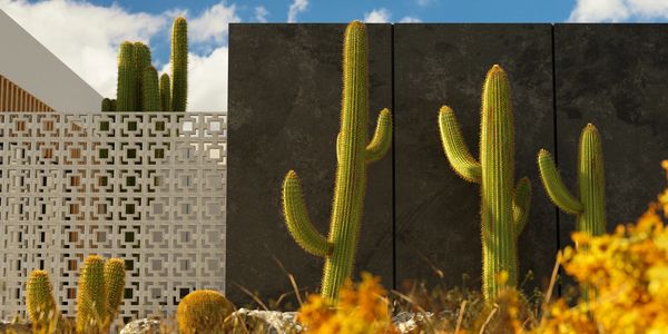 Tall cacti growing against a dark stone wall with a decorative white lattice fence in the background.