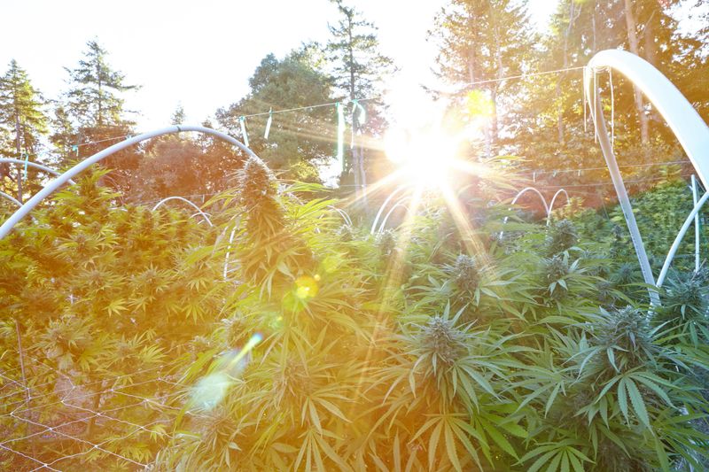 flowering cannabis plants with sun flare behind them in Blue Lake, CA, United States