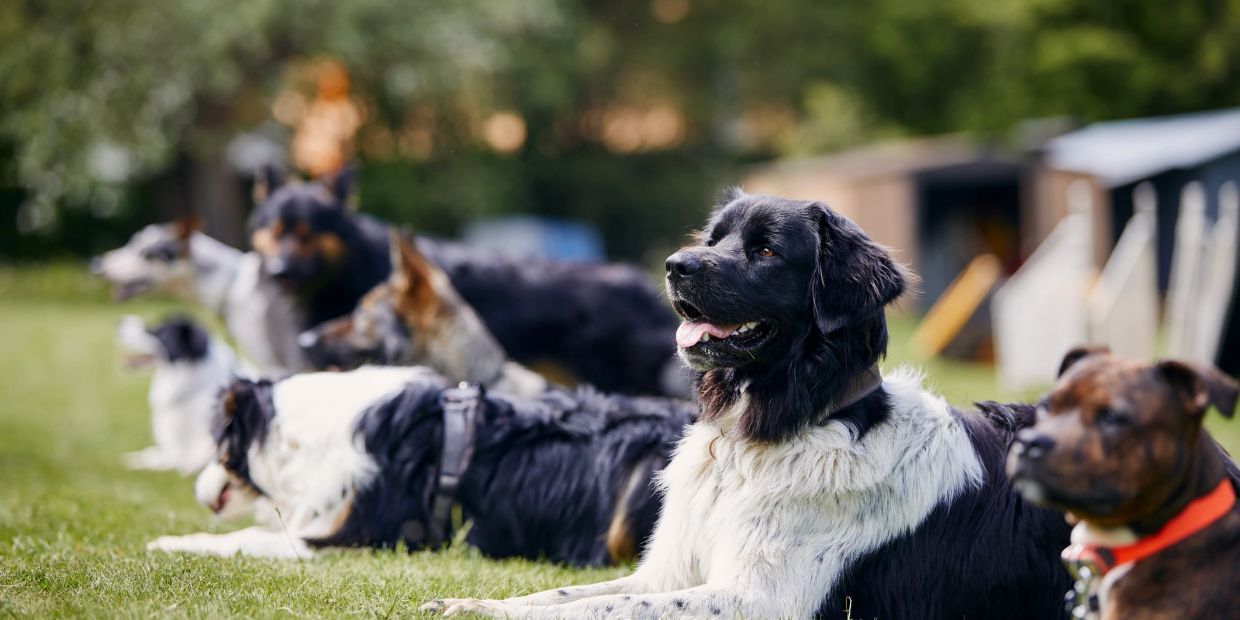 Group of dogs lying on grass, focused and relaxed.