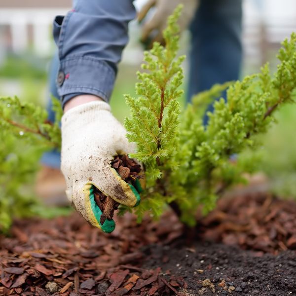 SVTL CLEANING SERVICES PLANTING LANDSCAPE IN KL & SELANGOR