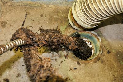 drain being snaked, pulling roots back
