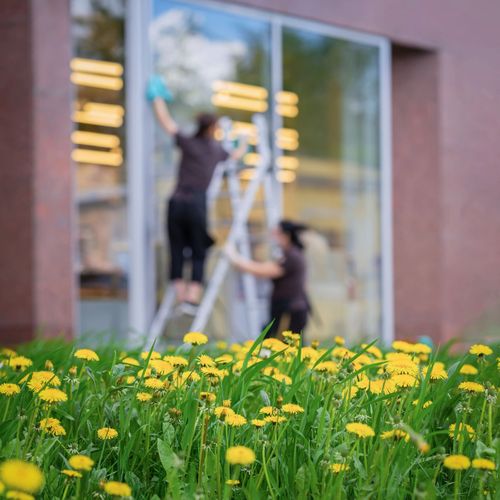 Yellow dandelions in focus with two people cleaning windows in the background.