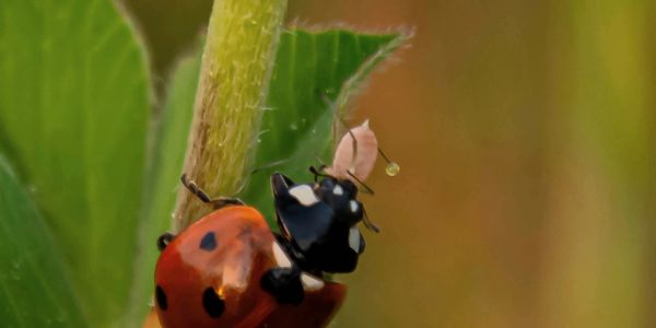 A ladybug climbs a green stem with a small droplet on its antenna.