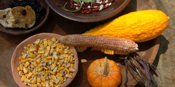 Traditional Indigenous ingredients. Three sisters. Squash, maize, beans. 