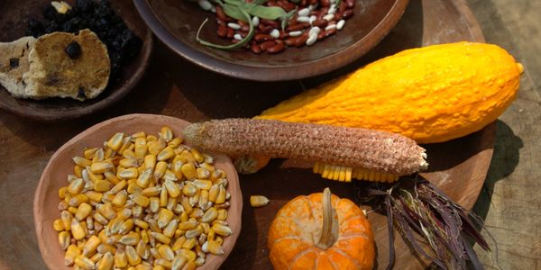 Traditional Indigenous ingredients. Three sisters. Squash, maize, beans. 
