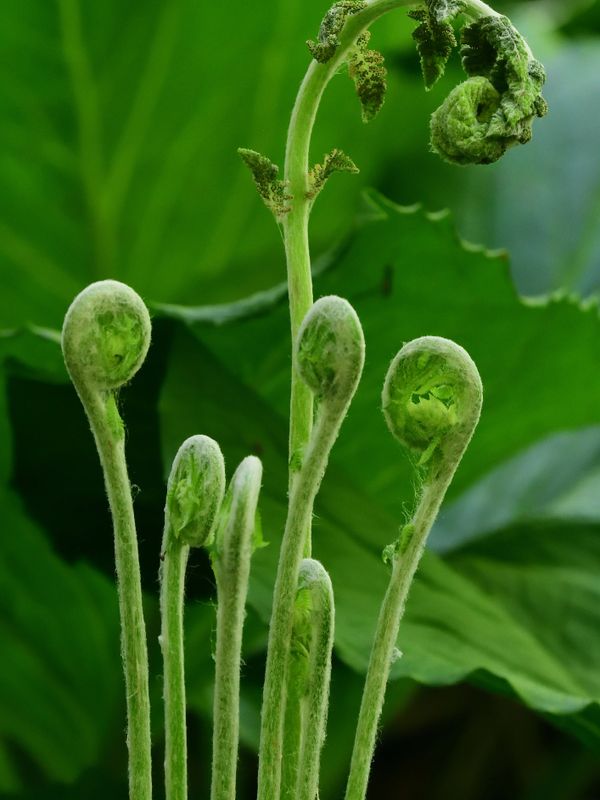 Close-up of young fern fronds unfurling against green leaves.