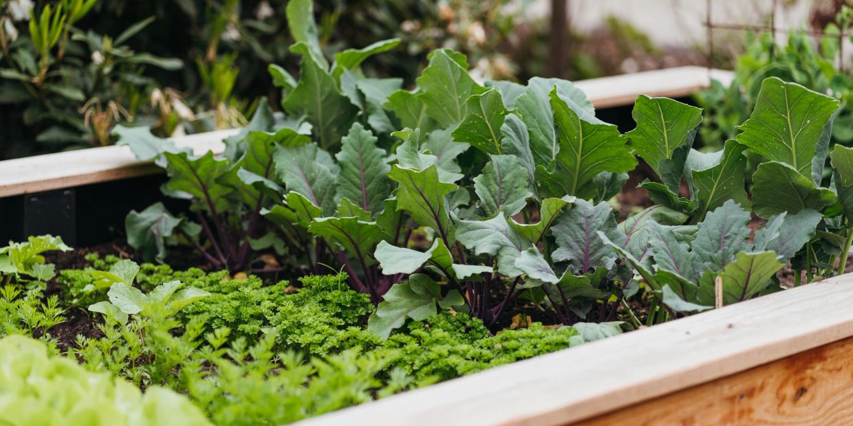 Raised vegetable garden using sustainable gardening practices in Miami and South Florida.