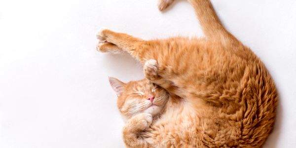A ginger cat sleeping curled up on a white surface.