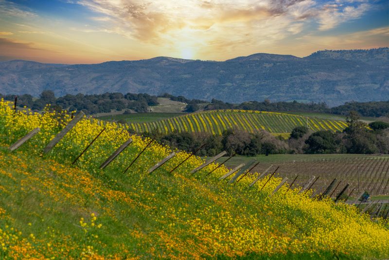 Flower covered hills of Napa Valley. Yellow mustard plants cover the hills as the sun is rising.