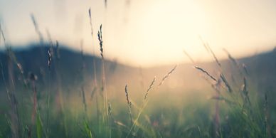 Soft focus on grass with a warm sunset background.