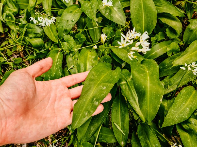 Gathering Uncultivated Ramson Leaves in Wilderness.