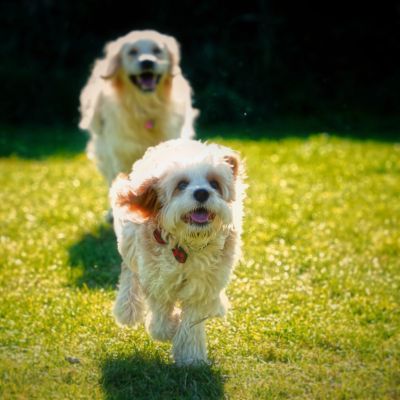 Two happy dogs running on the grass.