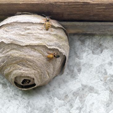 Wasp nest removal