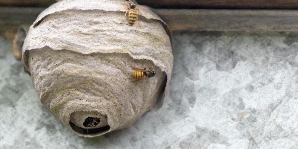A wasp nest with wasps on a wall.